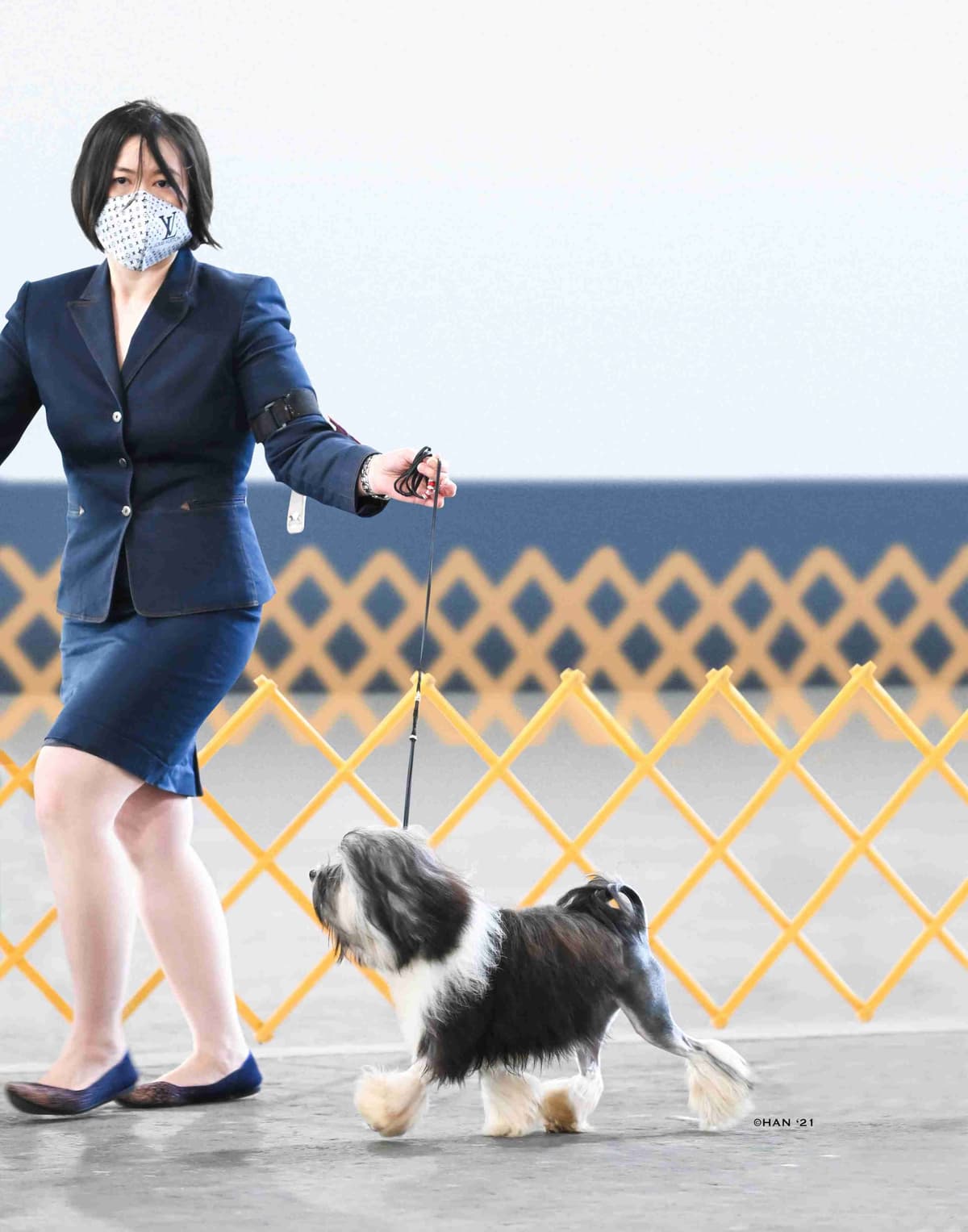 Greater Swiss Puppies raised on advanced training and socialization breeder image 2