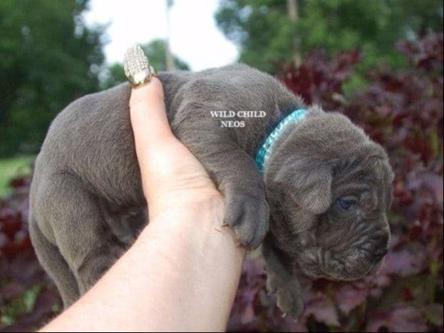 Adopted blue male breeder image 21