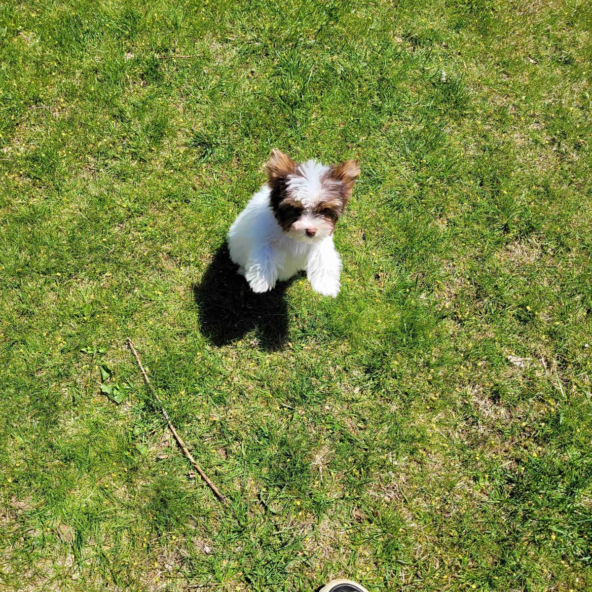 Yorkshire Terrier Puppies breeder image 5
