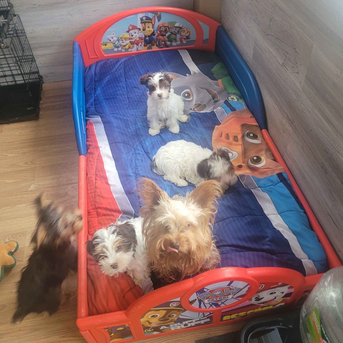 Yorkshire Terrier Puppies breeder image 22