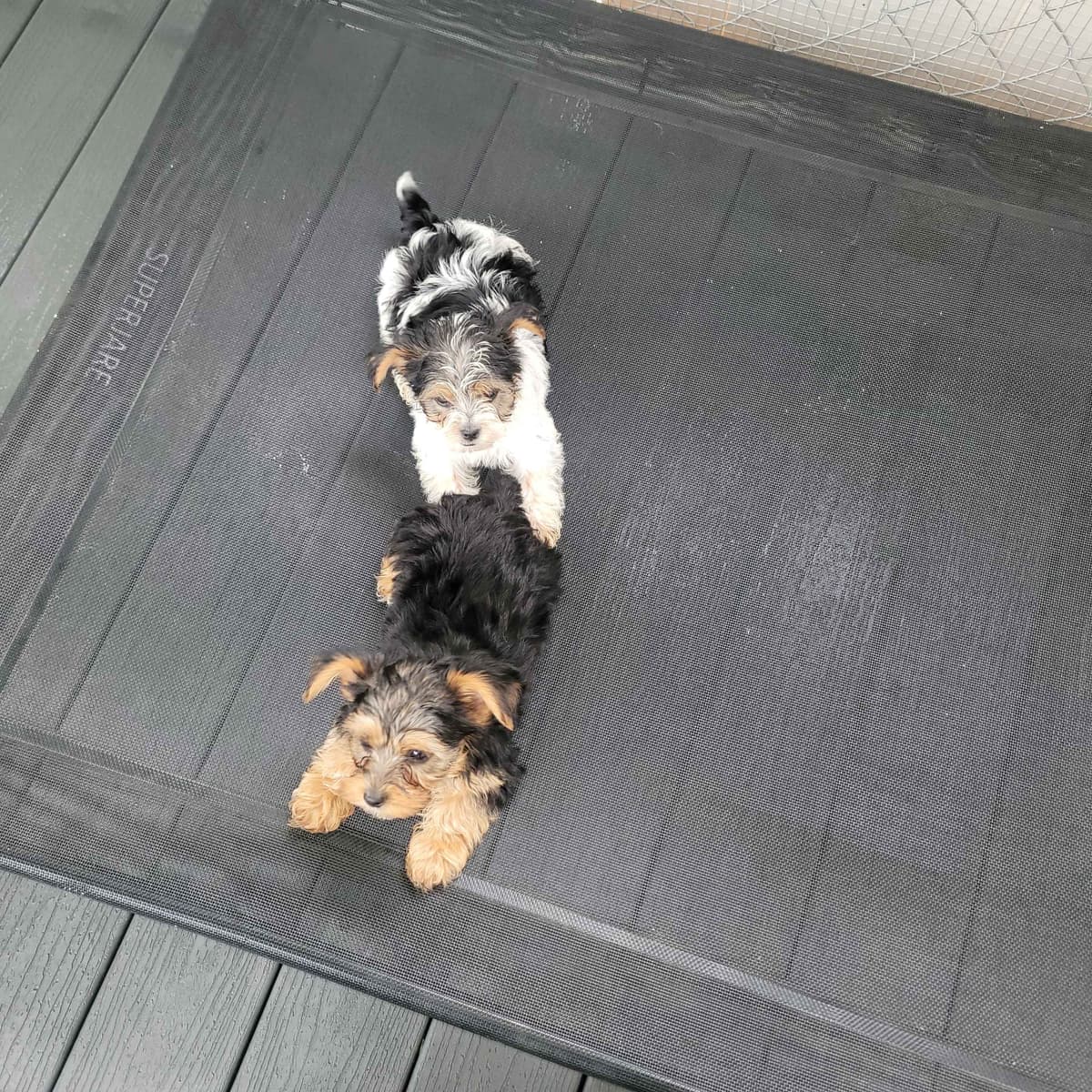 Yorkshire Terrier Puppies breeder image 24