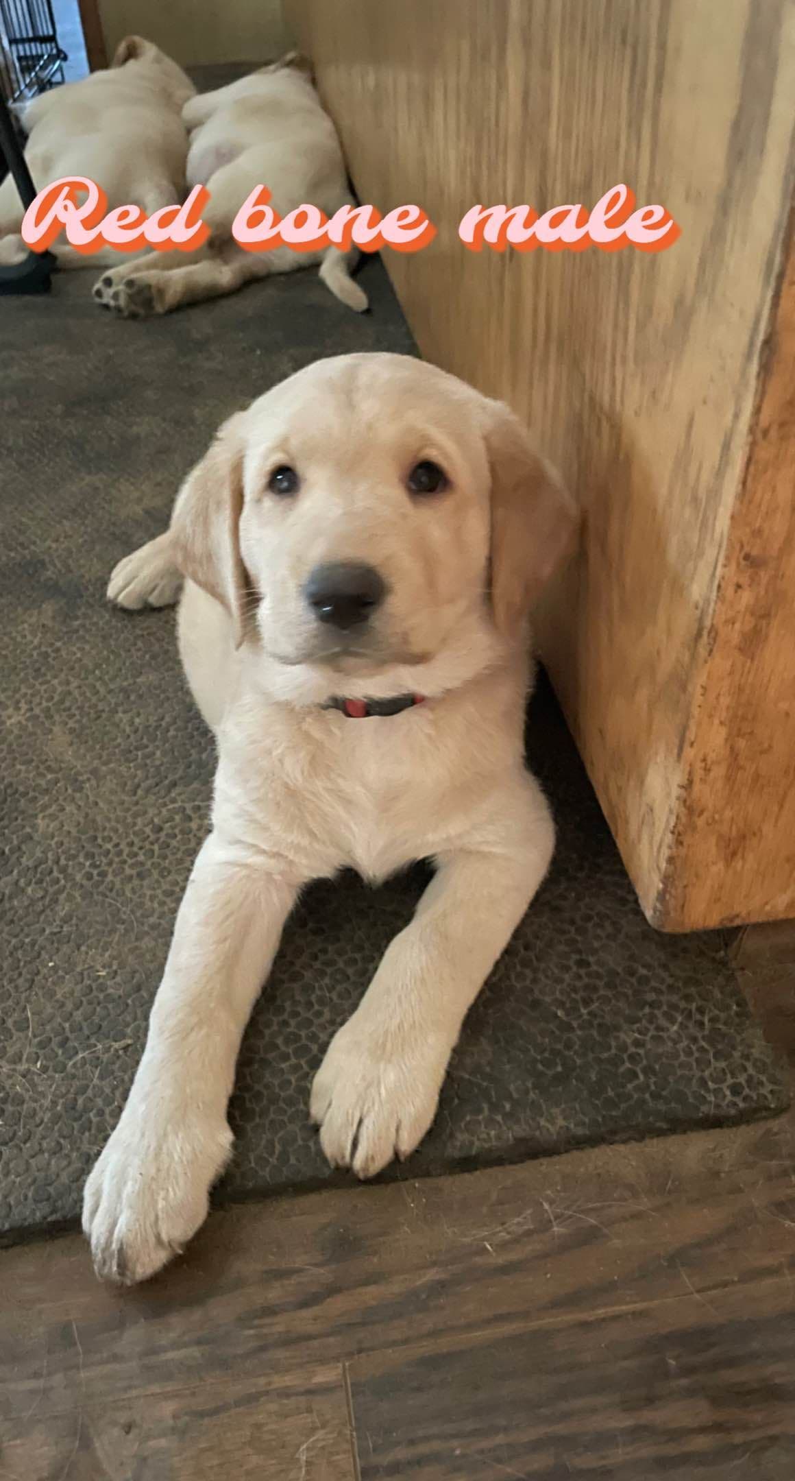 Labrador Retriever Puppies breeder image 4