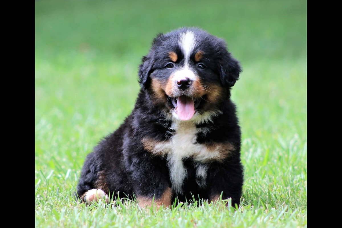 Bernese Mountain Dog Puppies breeder image 5