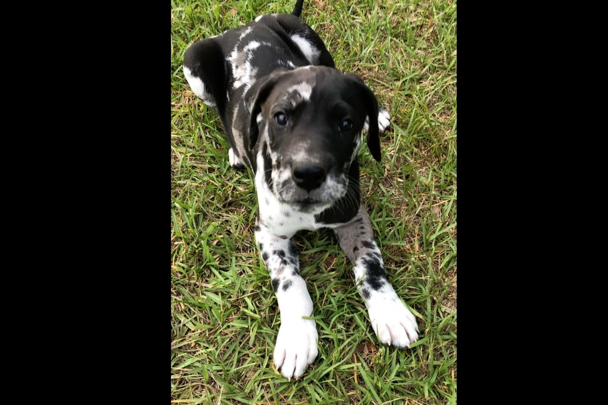 Great Dane Puppies breeder image 1