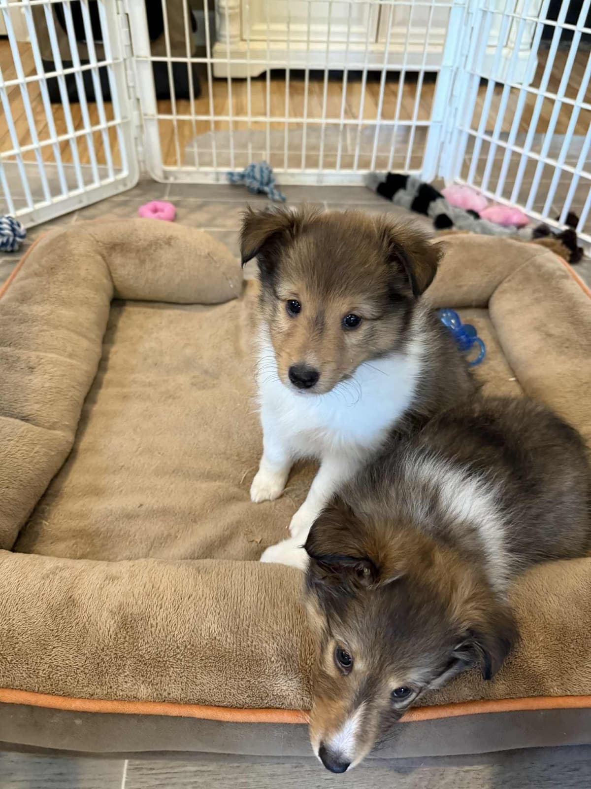 Shetland Sheepdog Puppies, Sophie's Litter breeder image 5