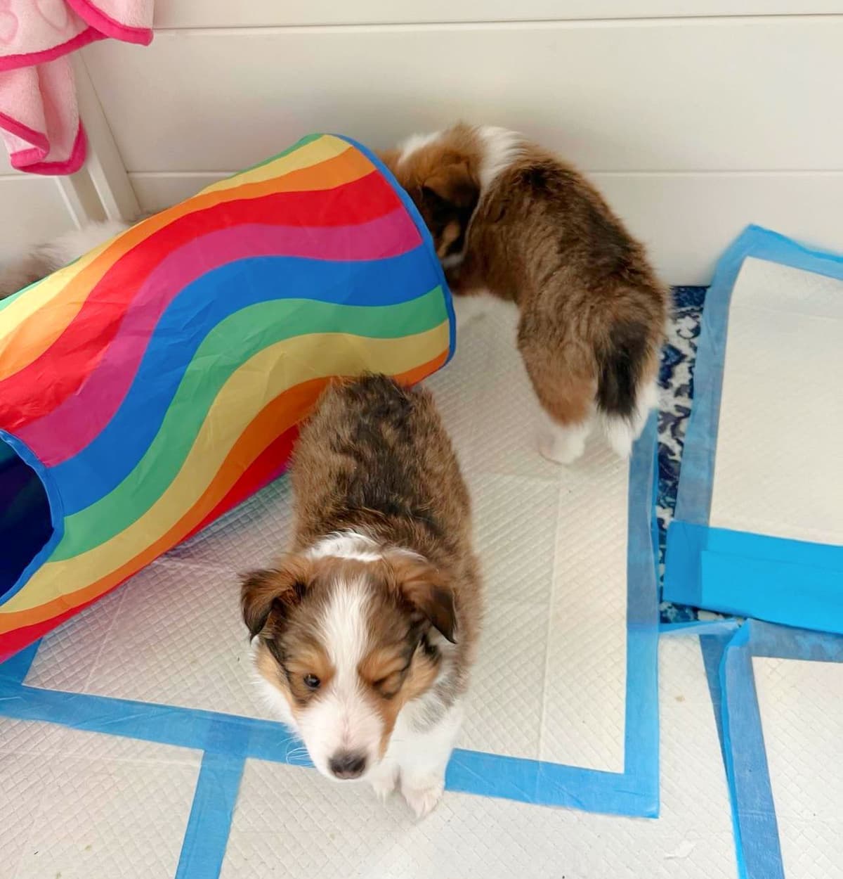 Shetland Sheepdog Puppies, Sophie's Litter breeder image 10