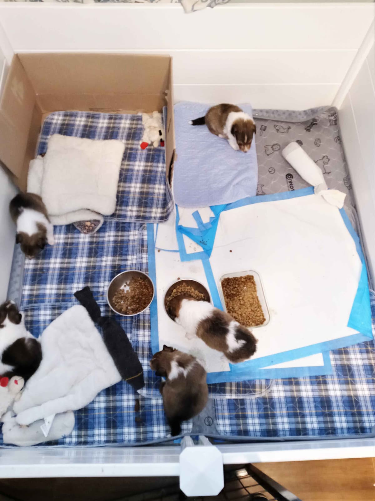 Shetland Sheepdog Puppies, Sophie's Litter breeder image 20