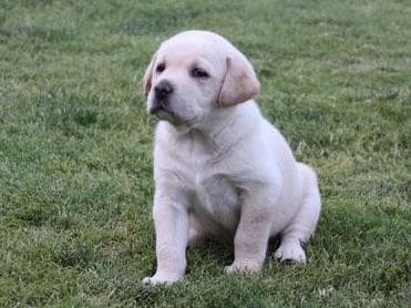 Labrador Retriever Puppies breeder image 9