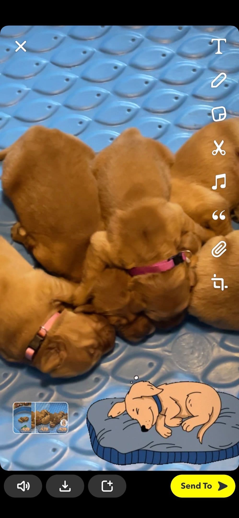 Golden Retriever Puppies breeder image 13