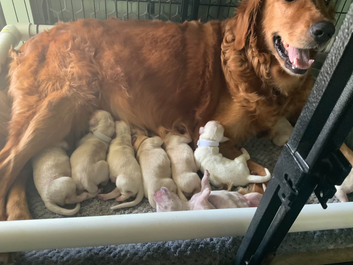 Golden Retriever Puppies breeder image 29