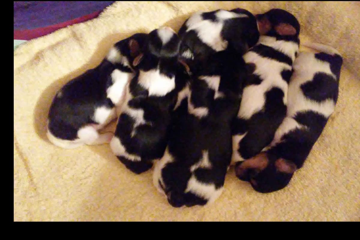 Biewer Terrier Puppies breeder image 4