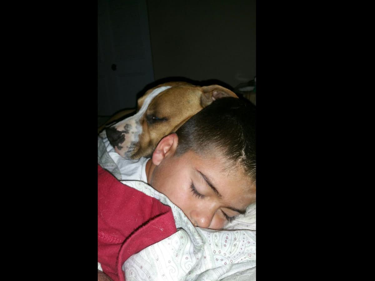 American Staffordshire Terrier Puppies breeder image 36