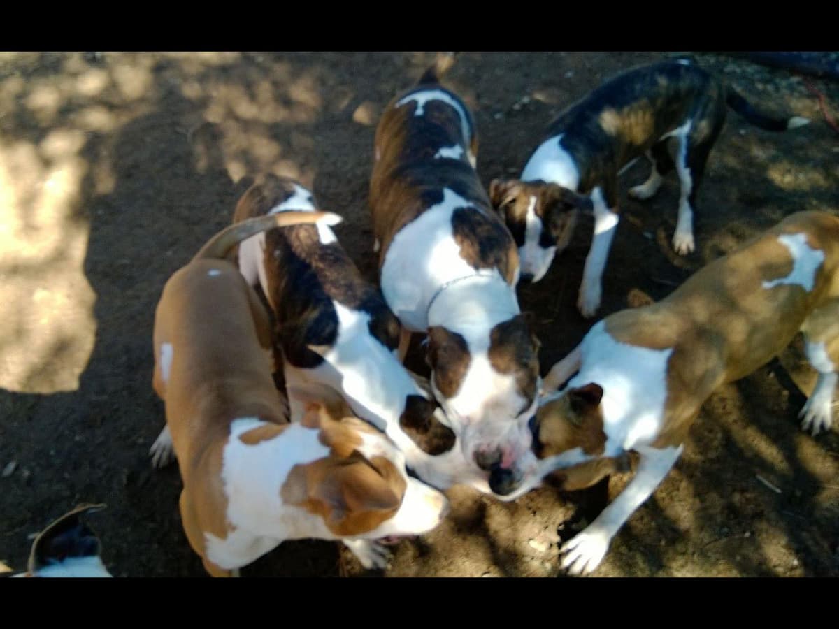 American Staffordshire Terrier Puppies breeder image 26