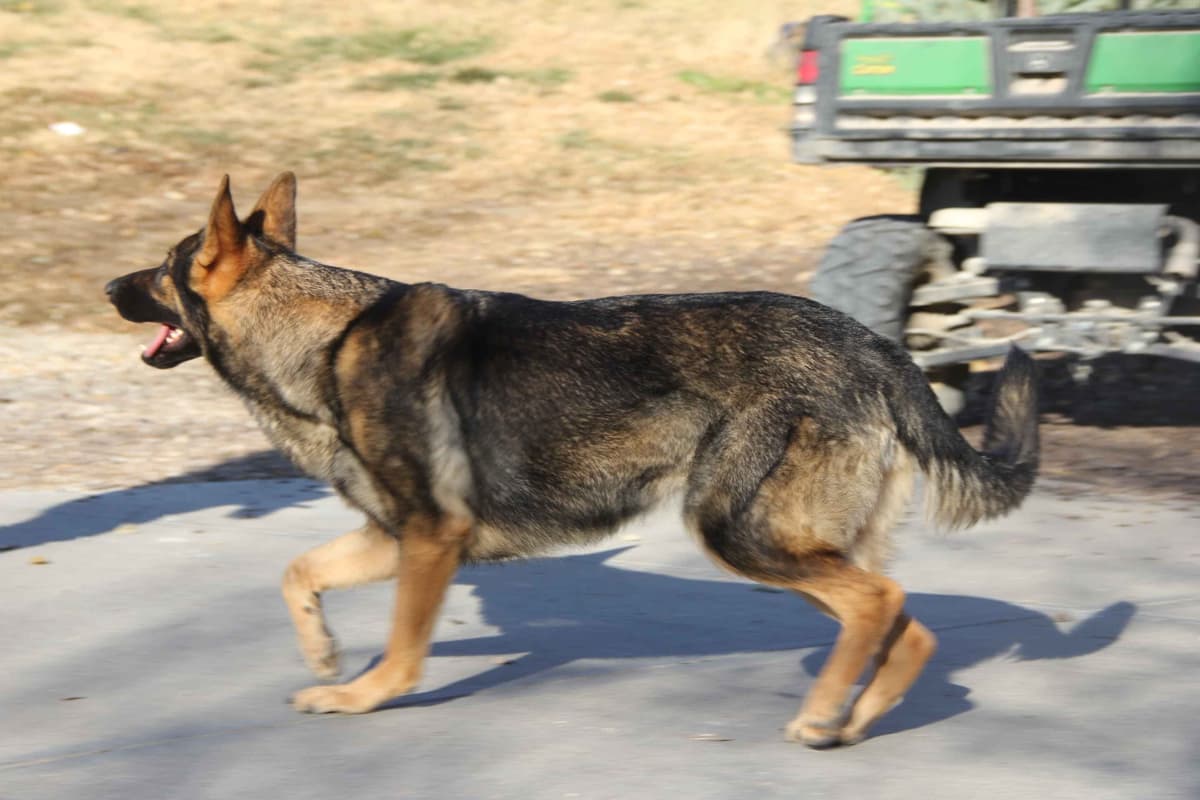 German Shepherd Dog Puppies breeder image 6