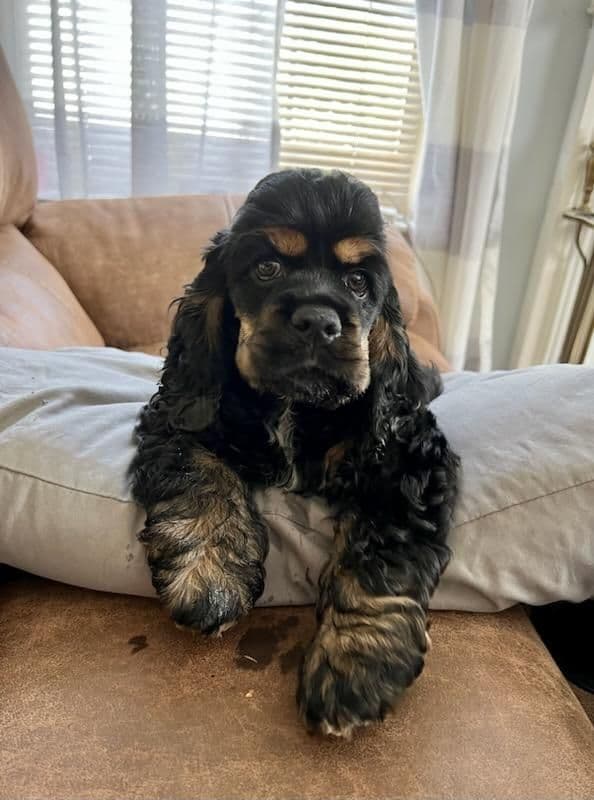 Cocker Spaniel Puppies breeder image 9