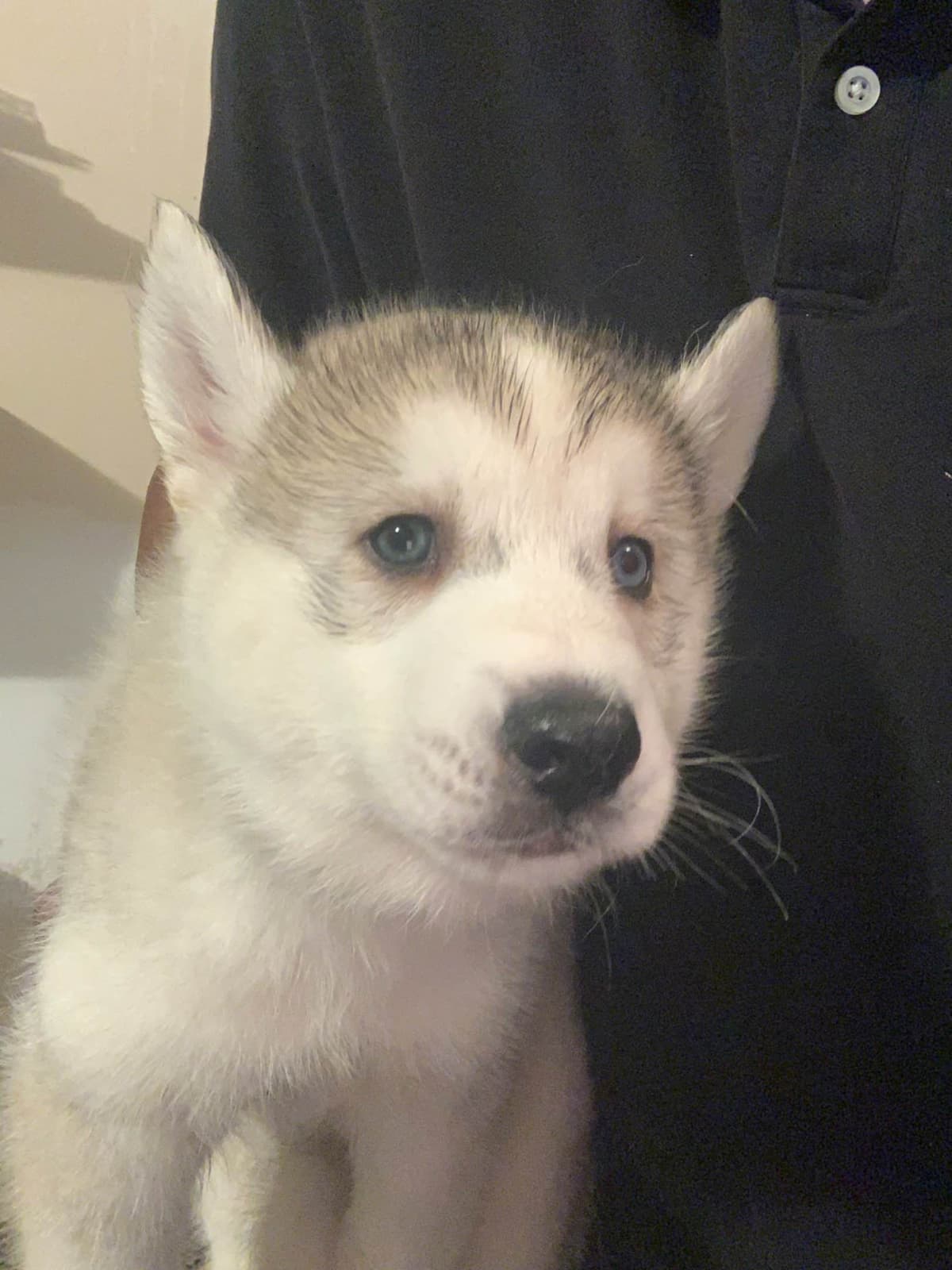 Siberian Husky Puppies breeder image 2