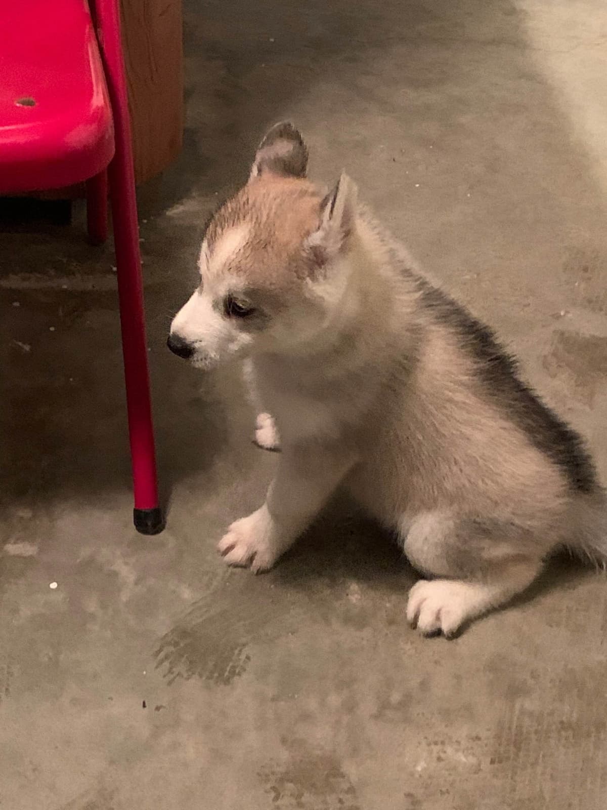 Siberian Husky Puppies breeder image 3