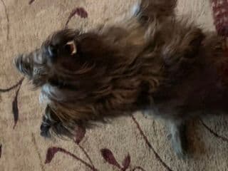 Cairn Terrier Puppies breeder image 22