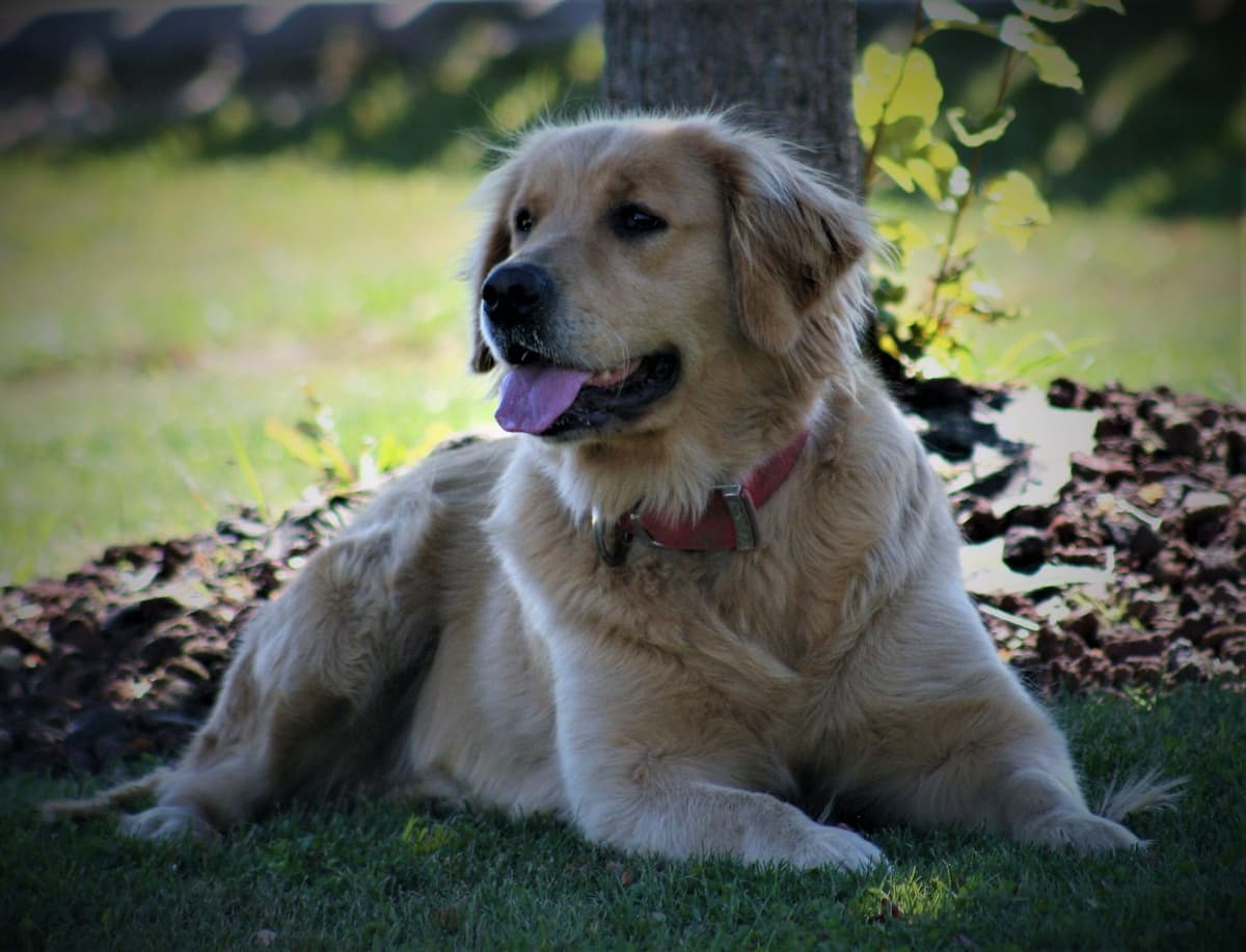 Golden Retriever Puppies breeder image 7