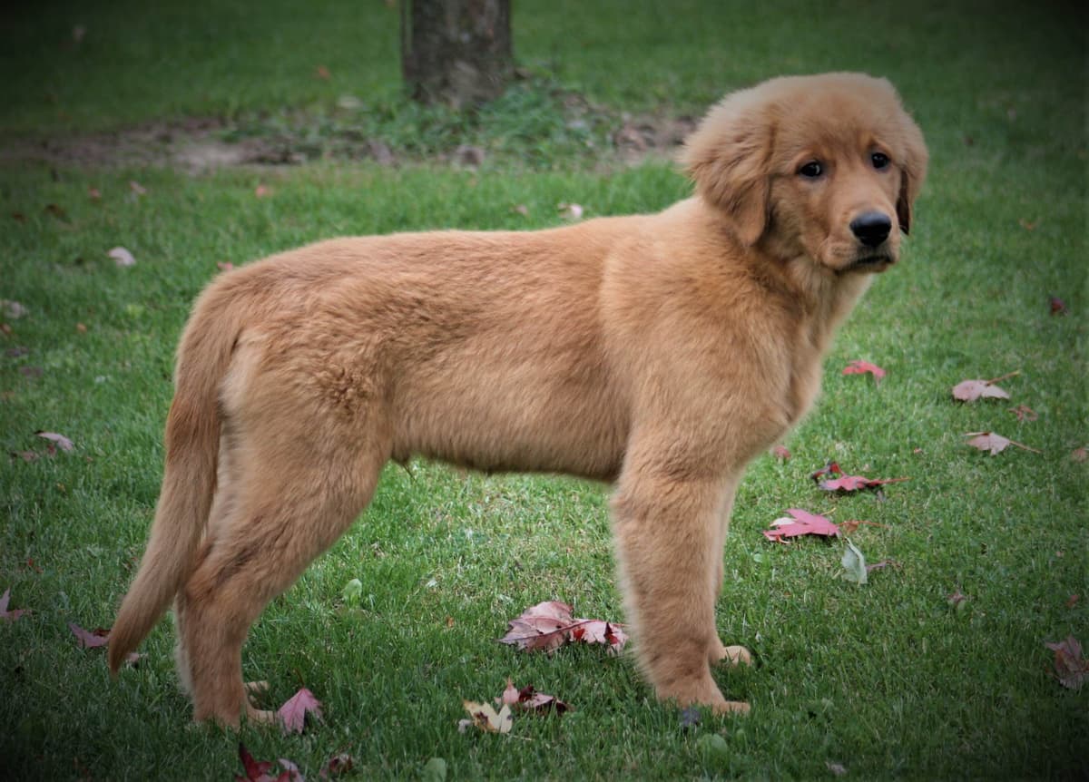Golden Retriever Puppies breeder image 12