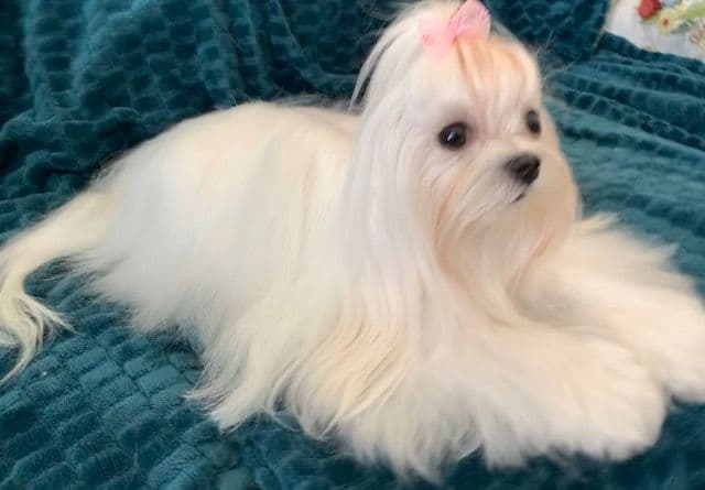 Maltese Puppies breeder image 6