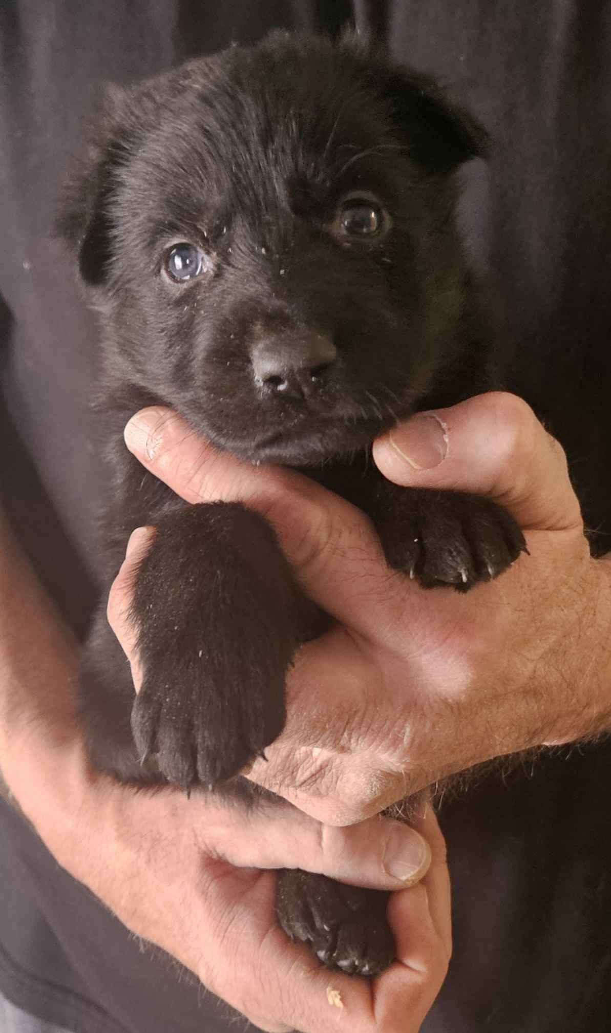 German Shepherd Dog Puppies breeder image 3