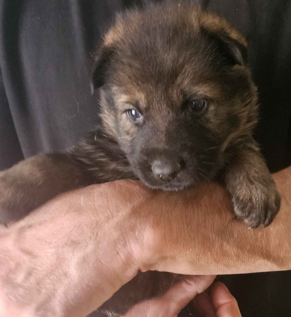 German Shepherd Dog Puppies breeder image 5