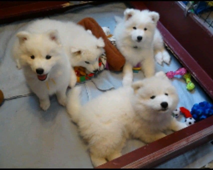 Samoyed Puppies breeder image 13