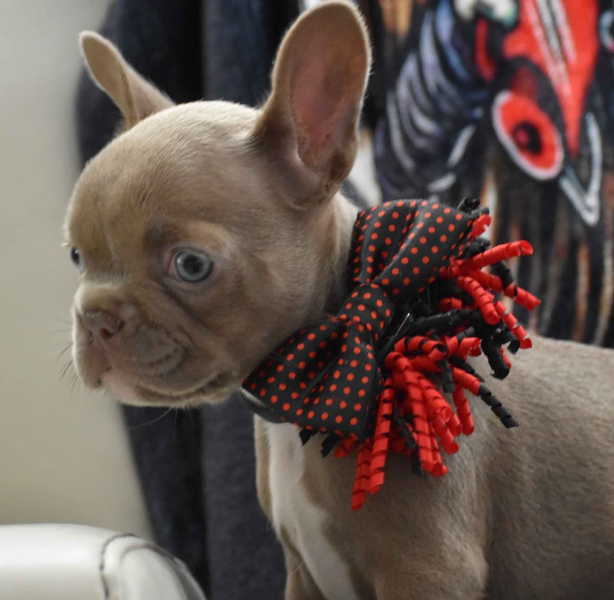 French Bulldog Puppies breeder image 13