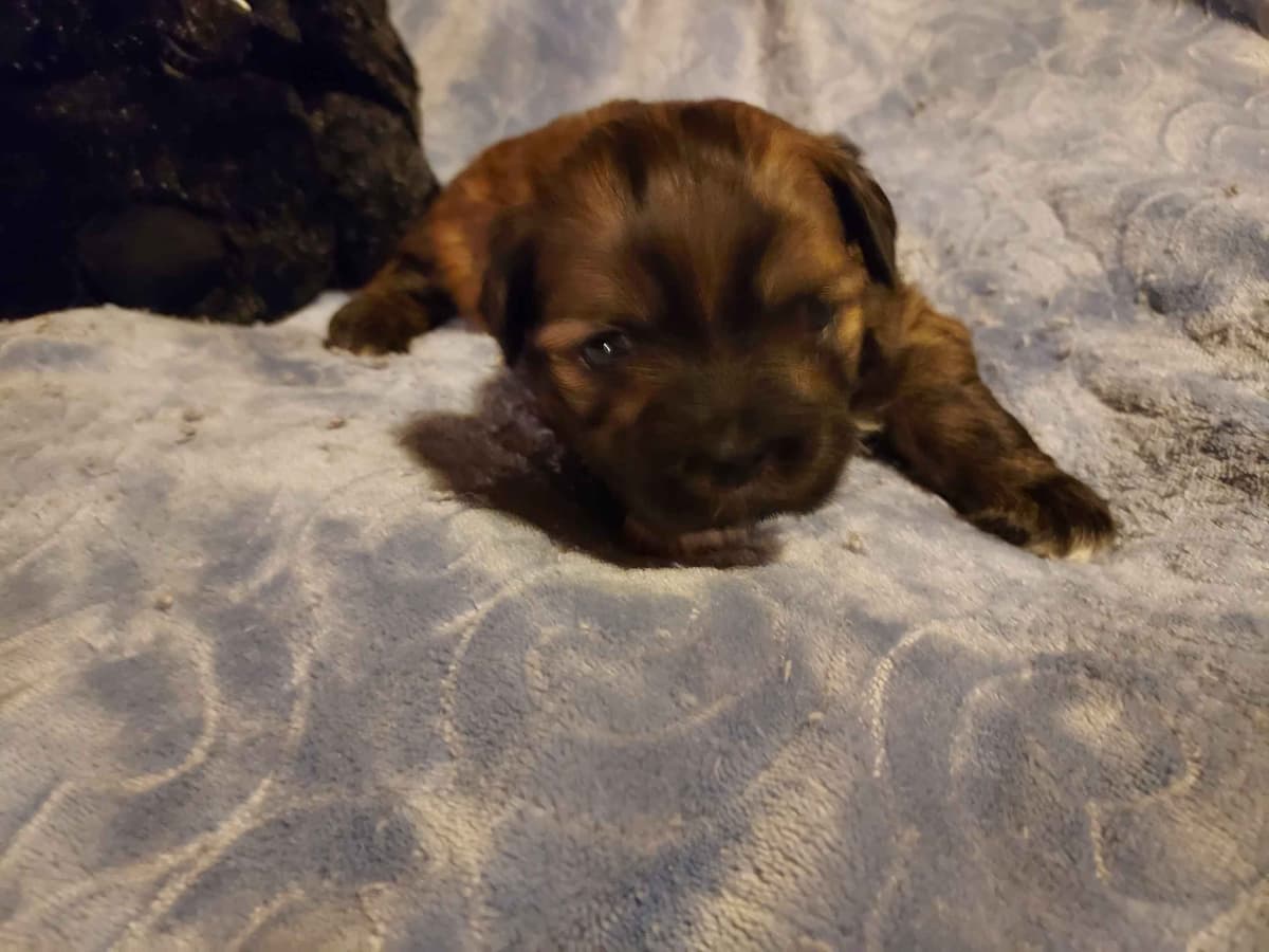 Lhasa Apso Puppies breeder image 10