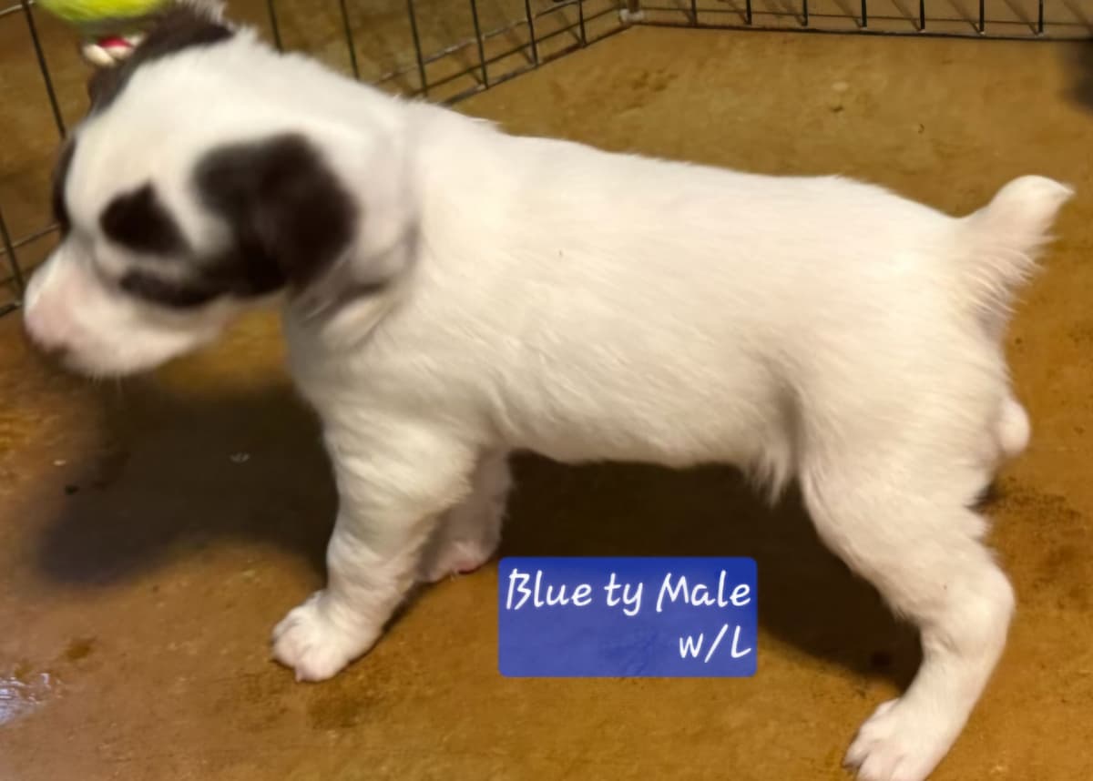 Brittany Puppies W/L and W/O breeder image 10