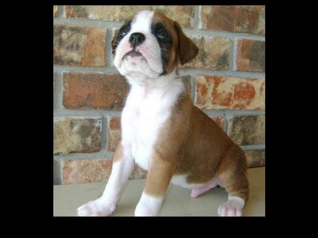 Boxer Puppies breeder image 7