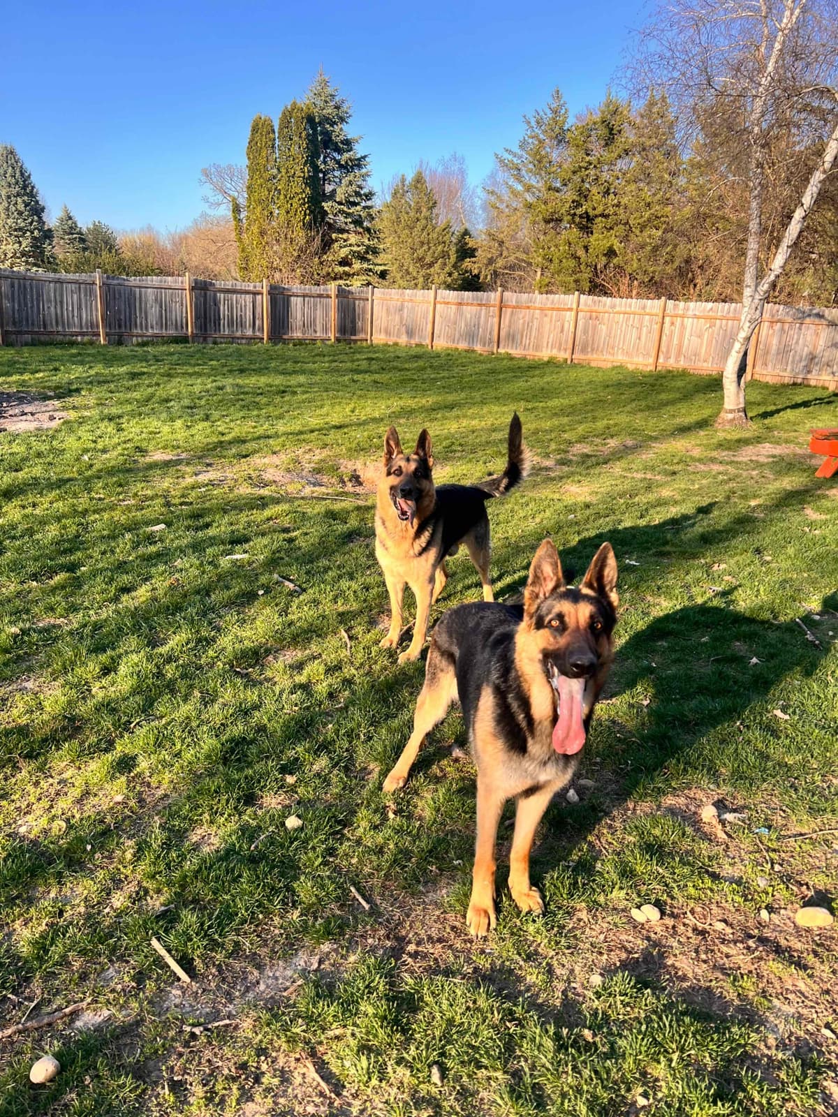 German Shepherd Dog Puppies breeder image 1