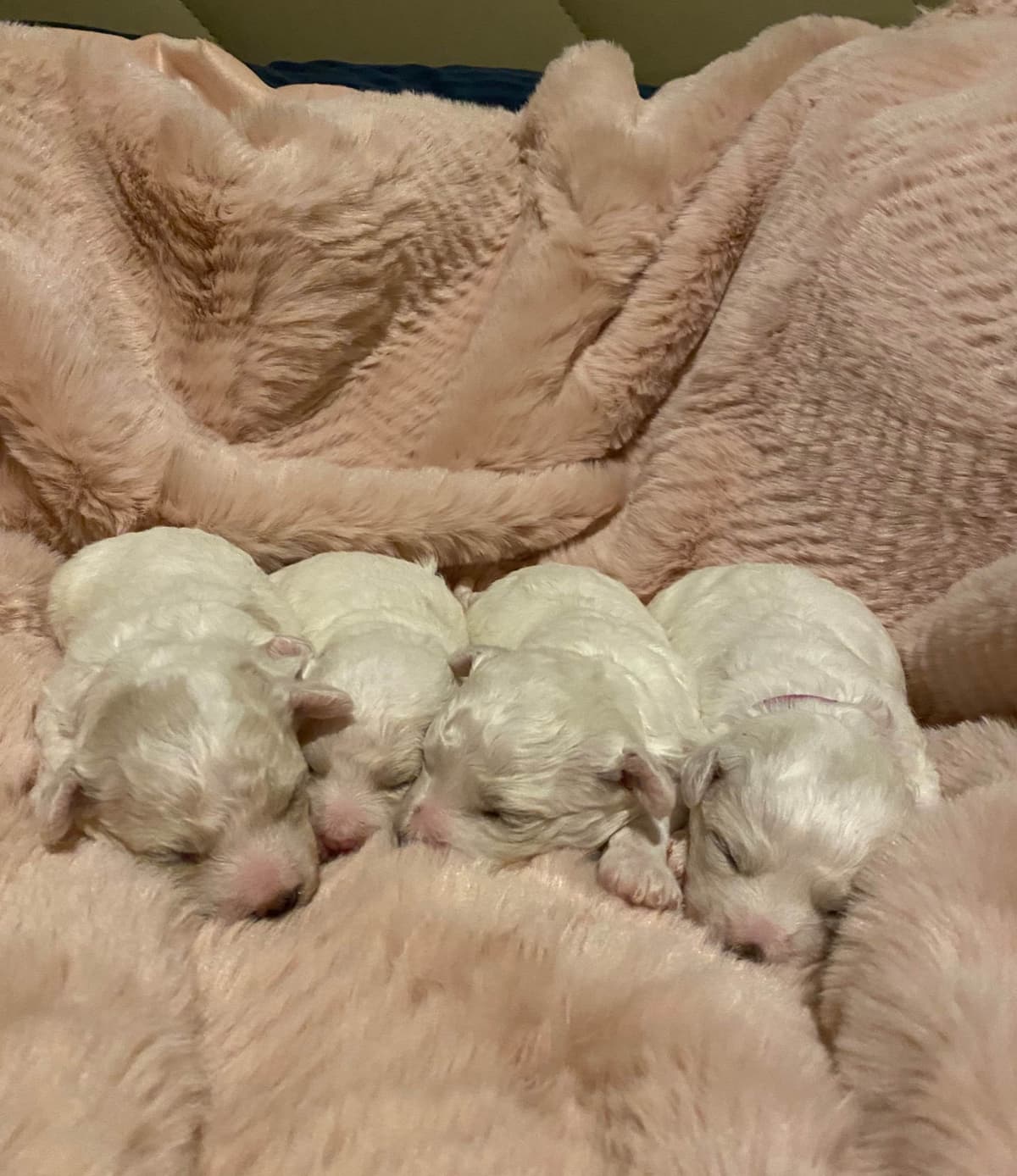 Bichon Frise Puppies breeder image 5