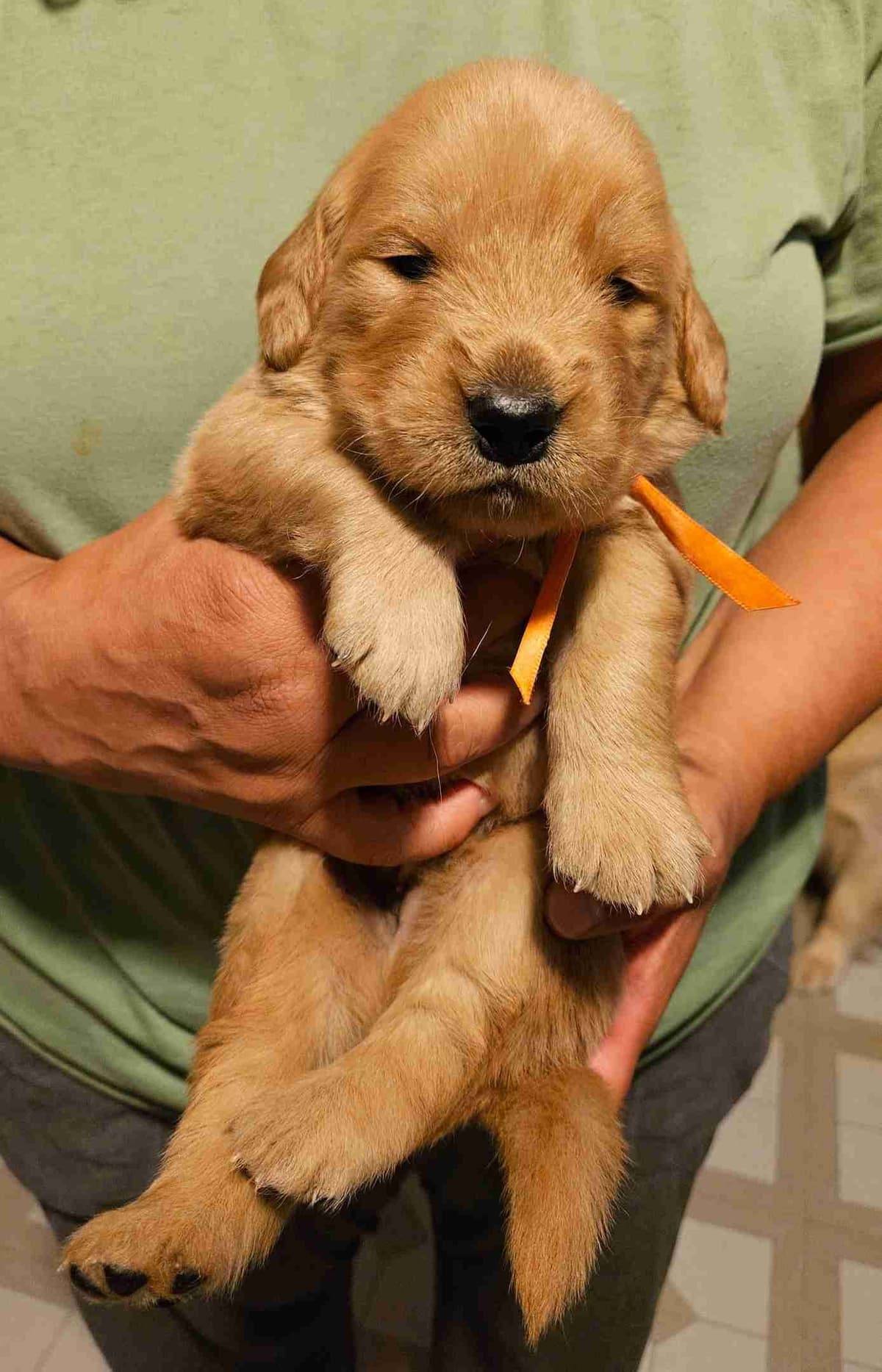 Golden Retriever Puppies breeder image 7