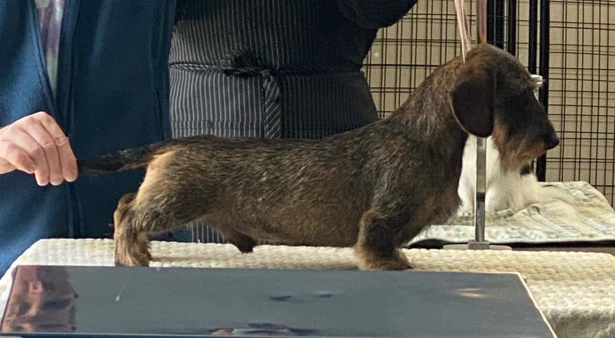 Miniature Wirehaired Dachshund breeder image 5