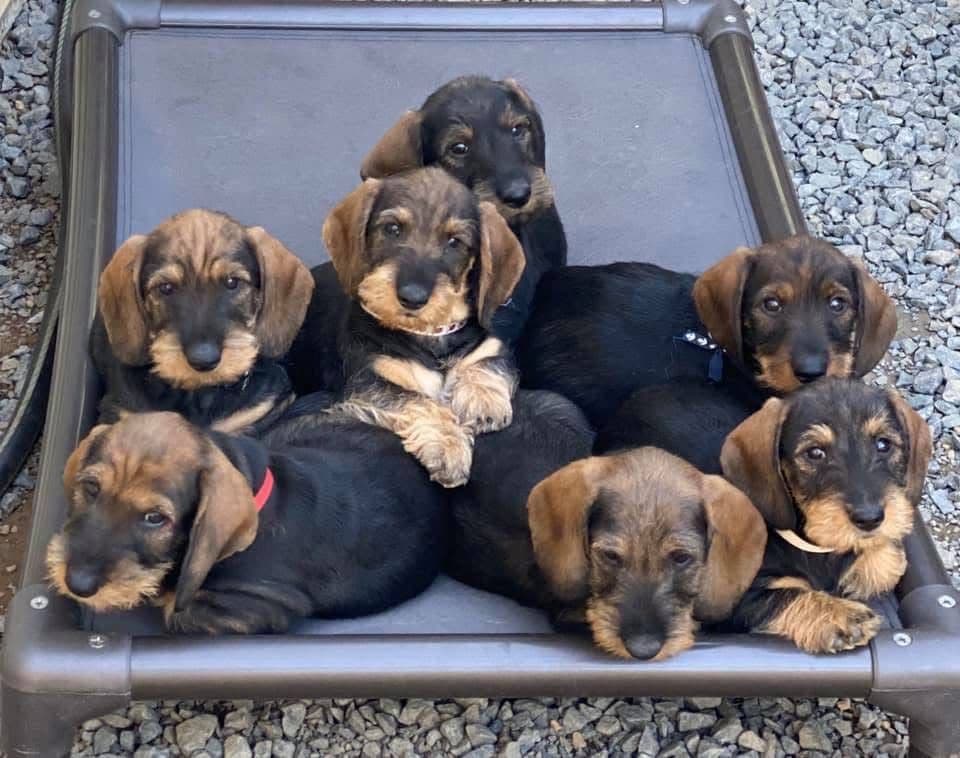 Miniature Wirehaired Dachshund breeder image 9