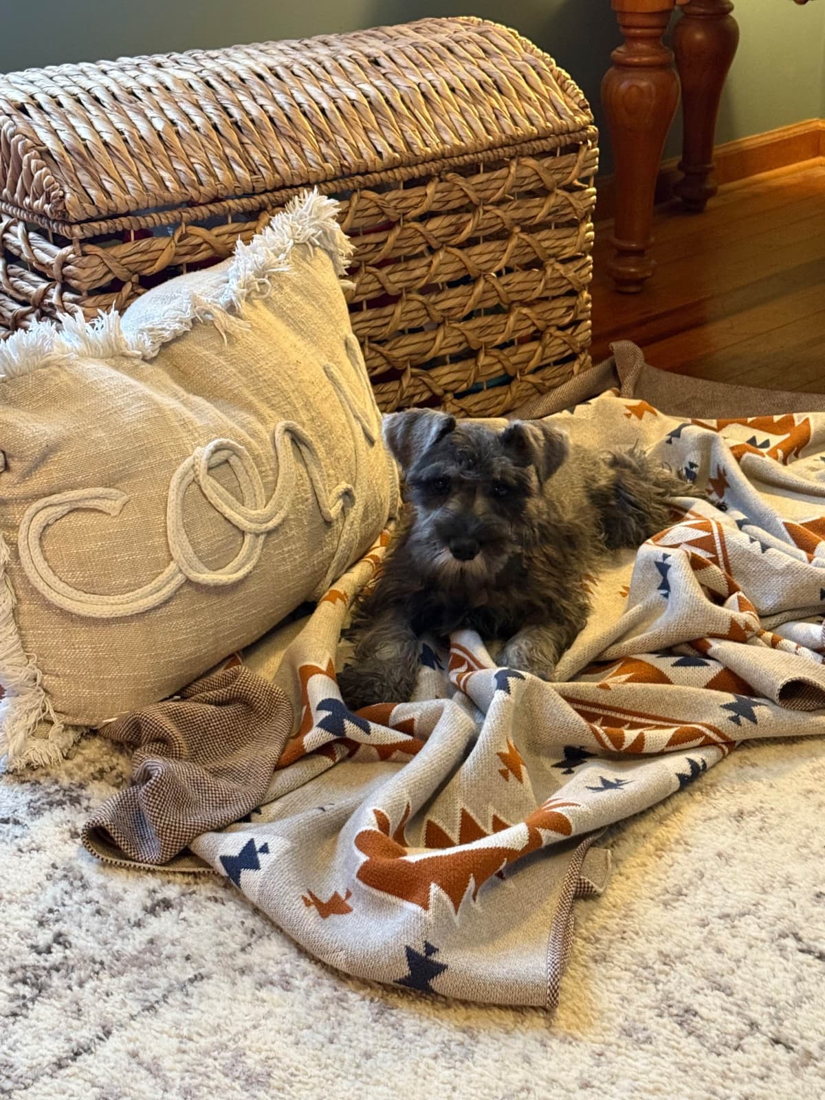Miniature Schnauzer Puppies breeder image 1