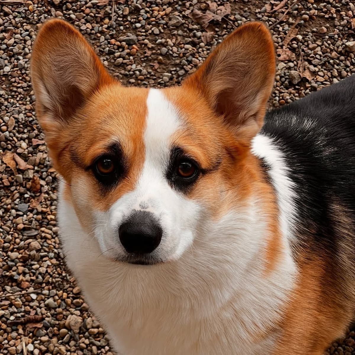 Pembroke Welsh Corgi Puppies breeder image 13