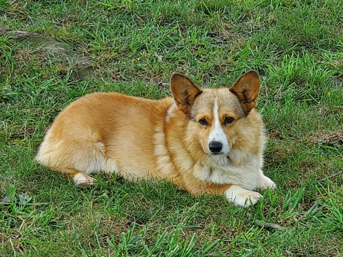 Pembroke Welsh Corgi Puppies breeder image 5