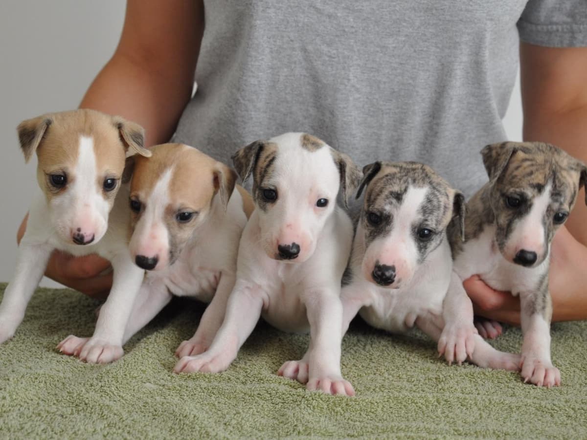 Whippet Puppies Available to Approved Homes breeder image 7