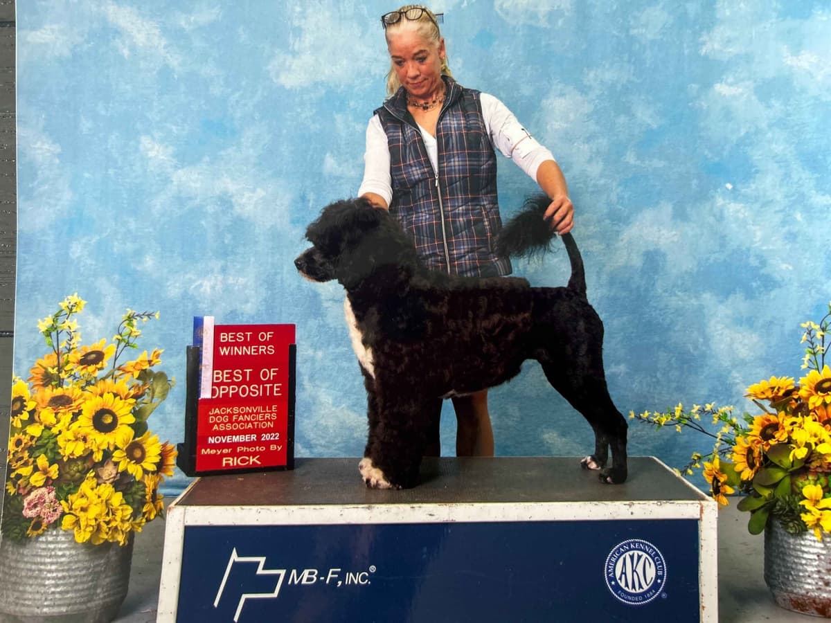 Blue Run (R) Portuguese Water Dog Puppies breeder image 8