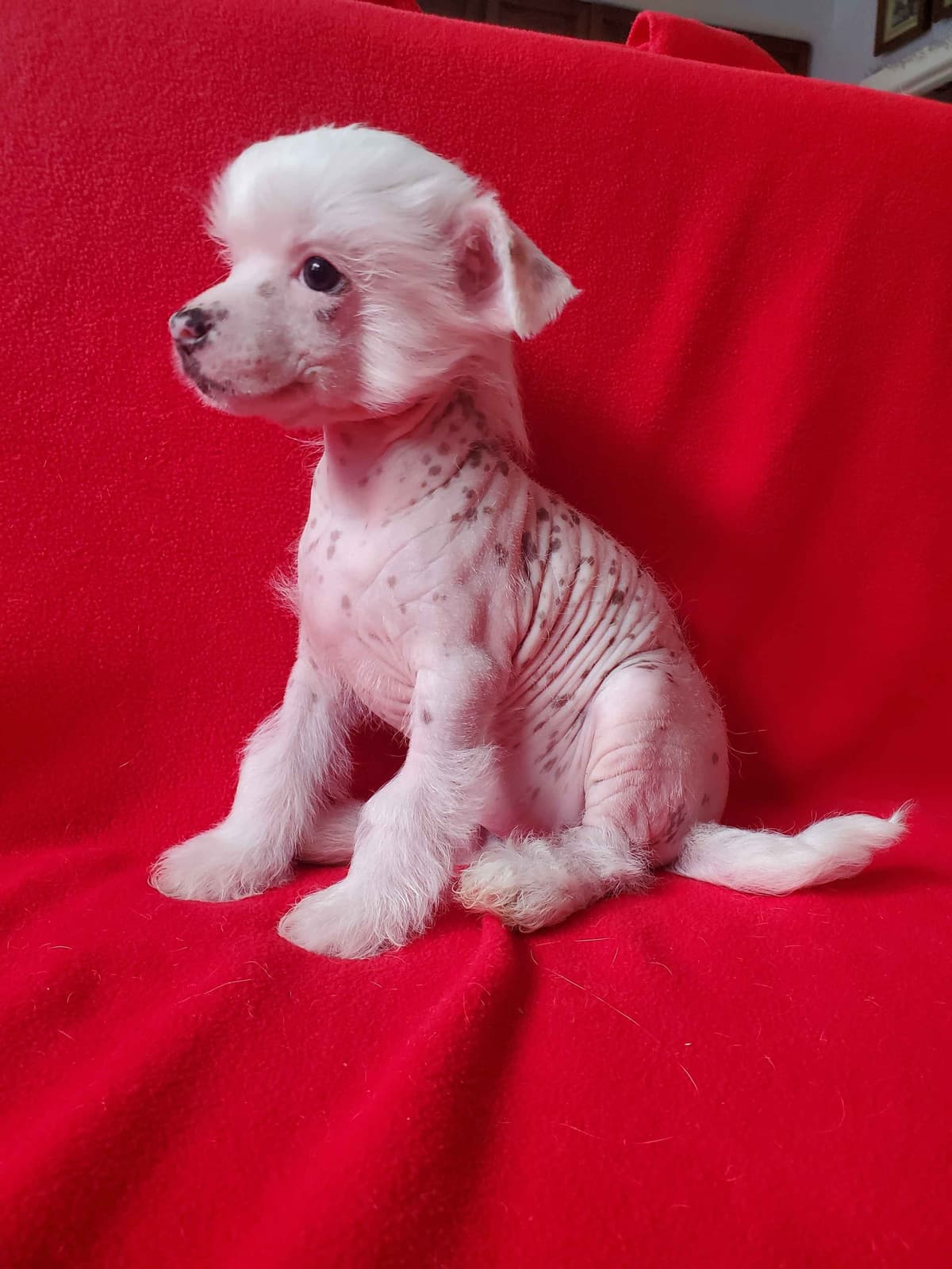 Chinese Crested Puppies breeder image 4