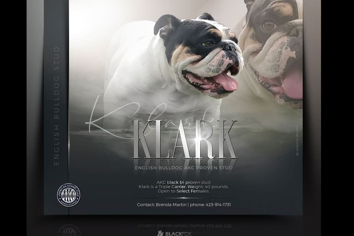 Bulldog Puppies breeder image 1