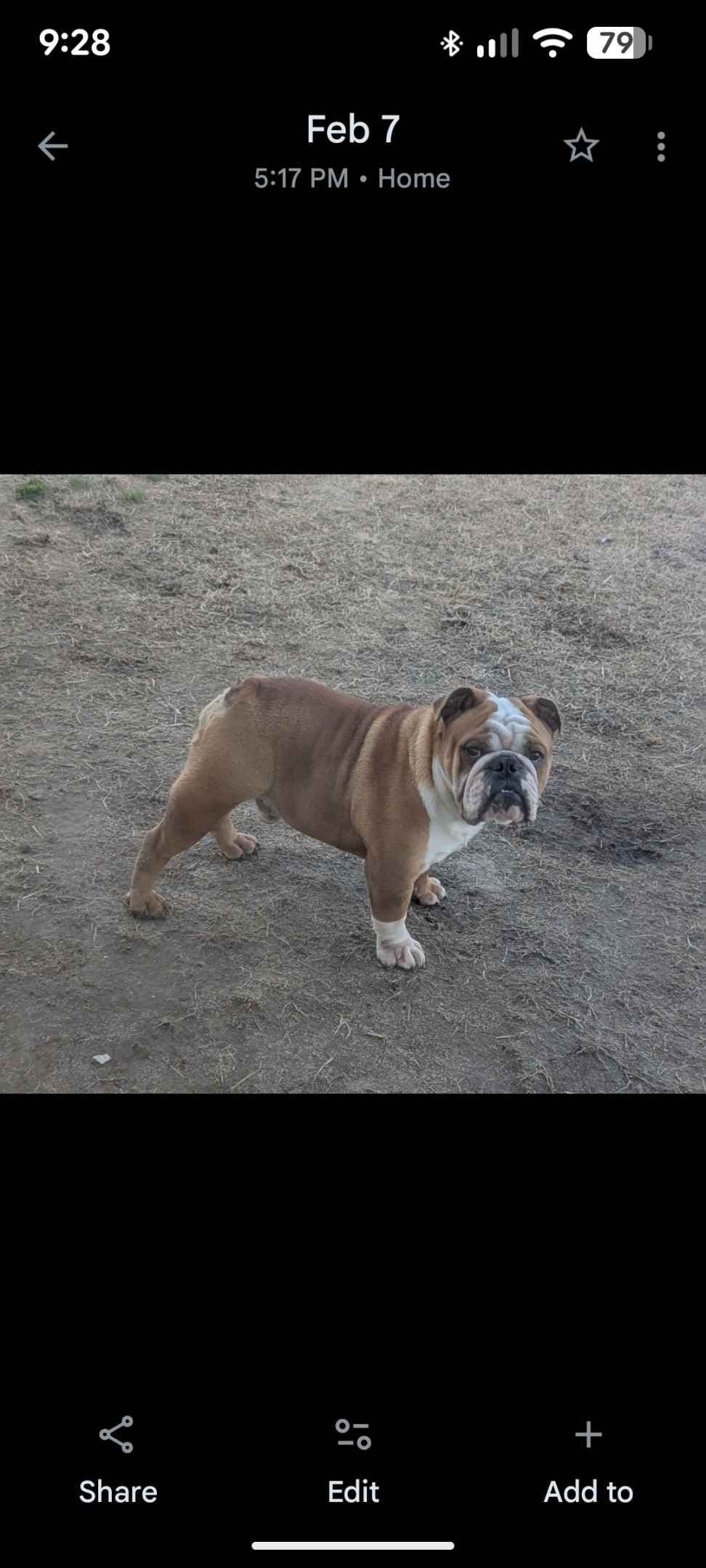 Bulldog Puppies breeder image 10