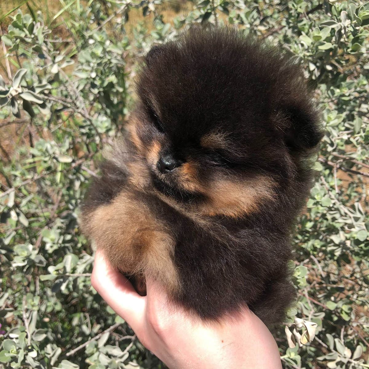 Stunning Pomeranian Puppies breeder image 4