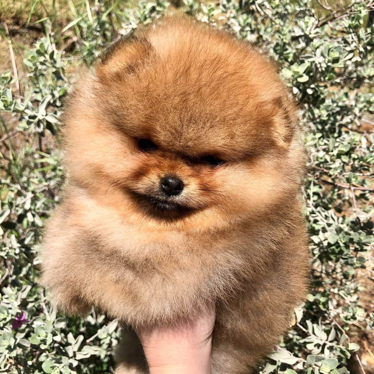 Stunning Pomeranian Puppies breeder image 1