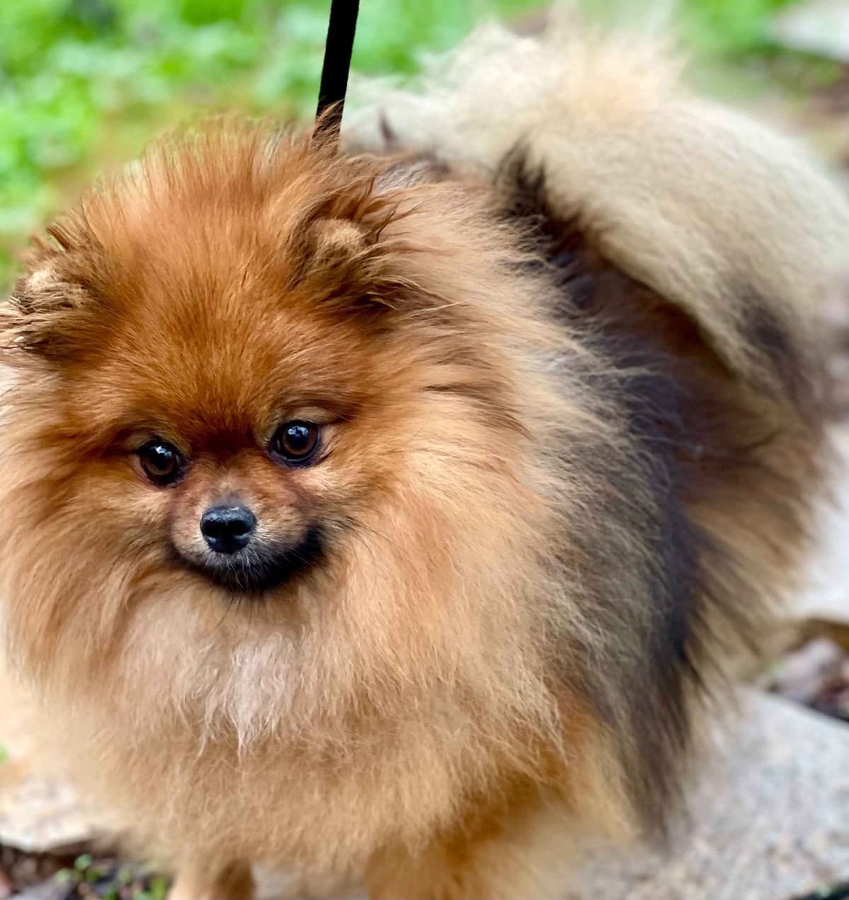 Stunning Pomeranian Puppies breeder image 9