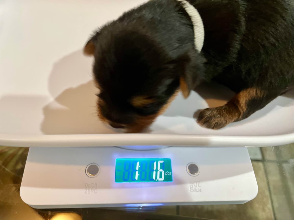 Yorkshire Terrier Puppies breeder image 2
