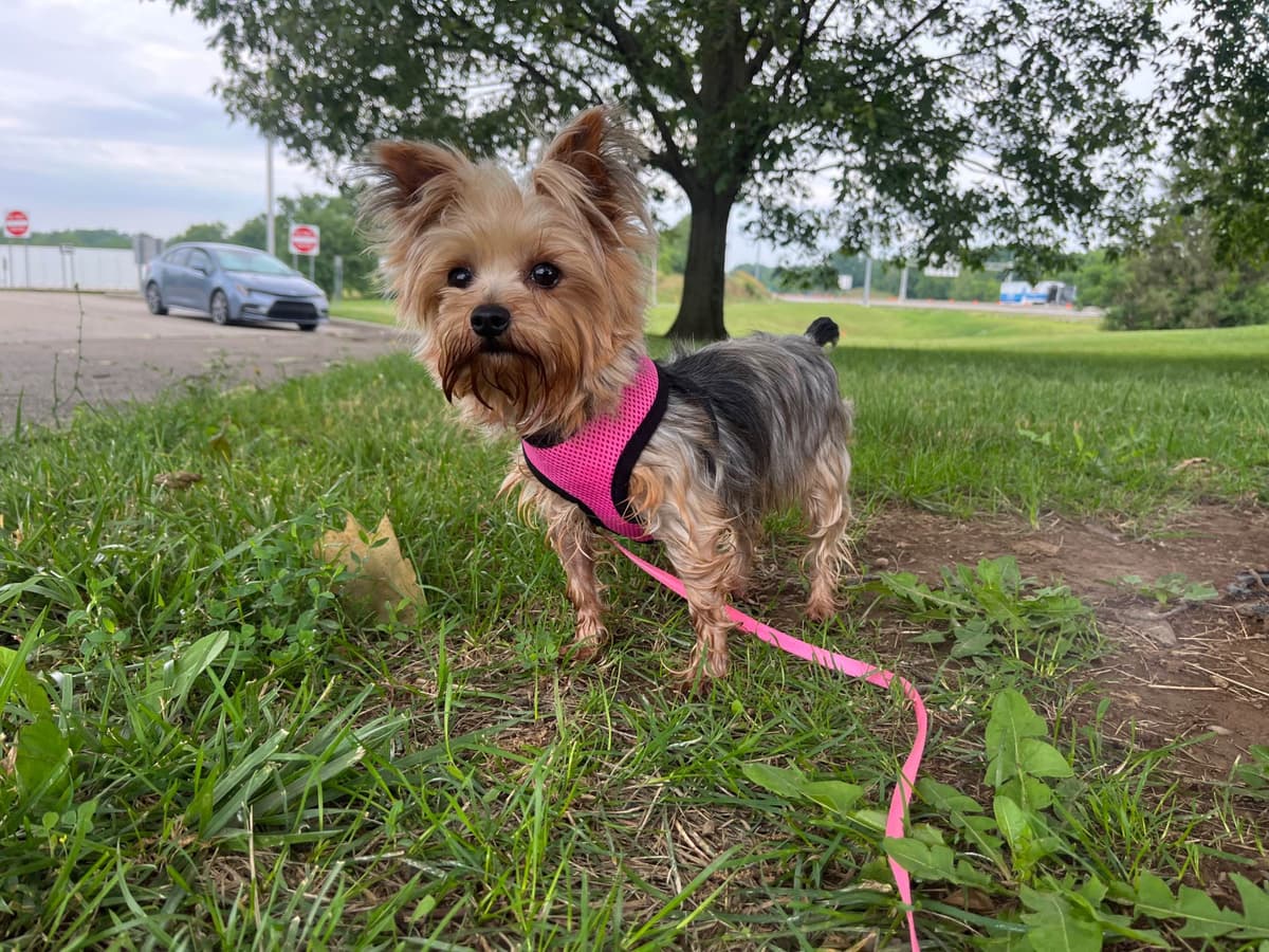Yorkshire Terrier Puppies breeder image 15